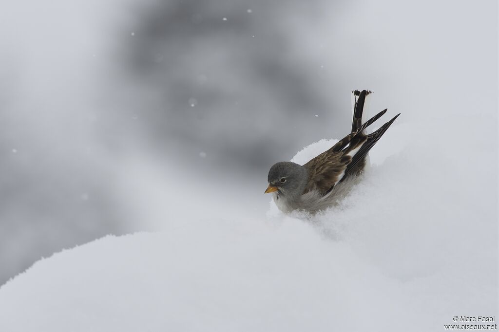 White-winged Snowfinchadult post breeding, identification