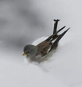 White-winged Snowfinch