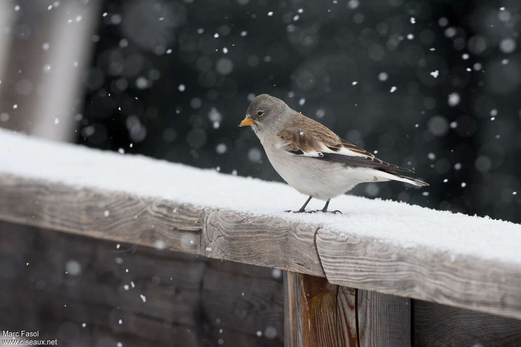 White-winged Snowfinchadult post breeding, identification