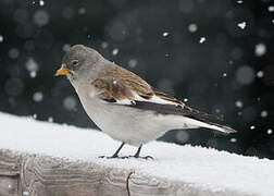 White-winged Snowfinch