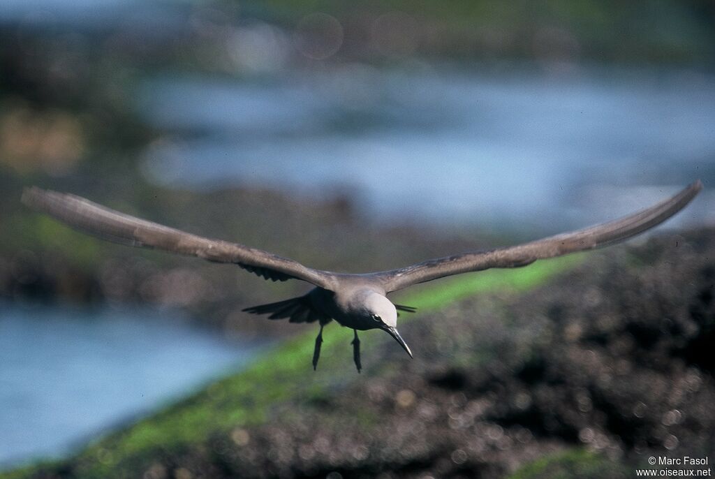 Brown Noddyadult, Flight