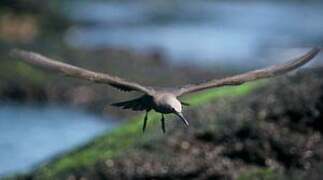 Brown Noddy