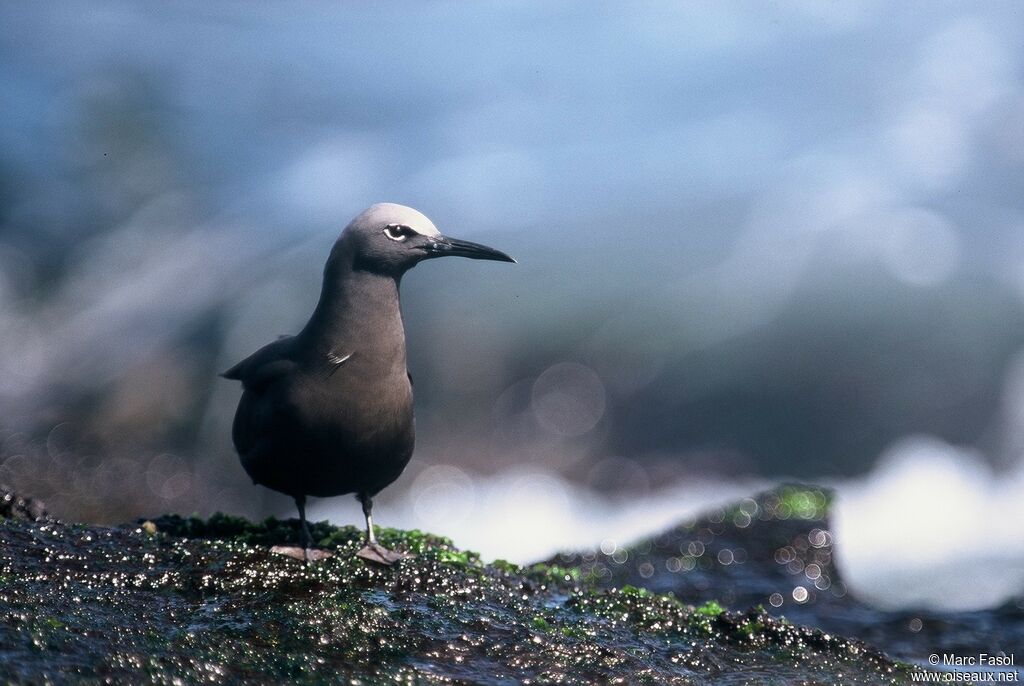 Brown Noddyadult, identification