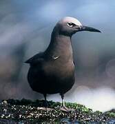 Brown Noddy