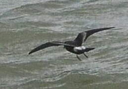 Leach's Storm Petrel