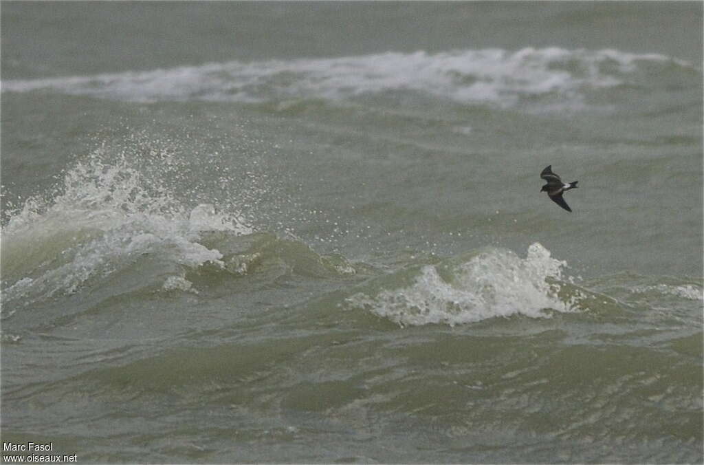 Leach's Storm Petrel, habitat, Flight, Behaviour