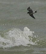 Leach's Storm Petrel