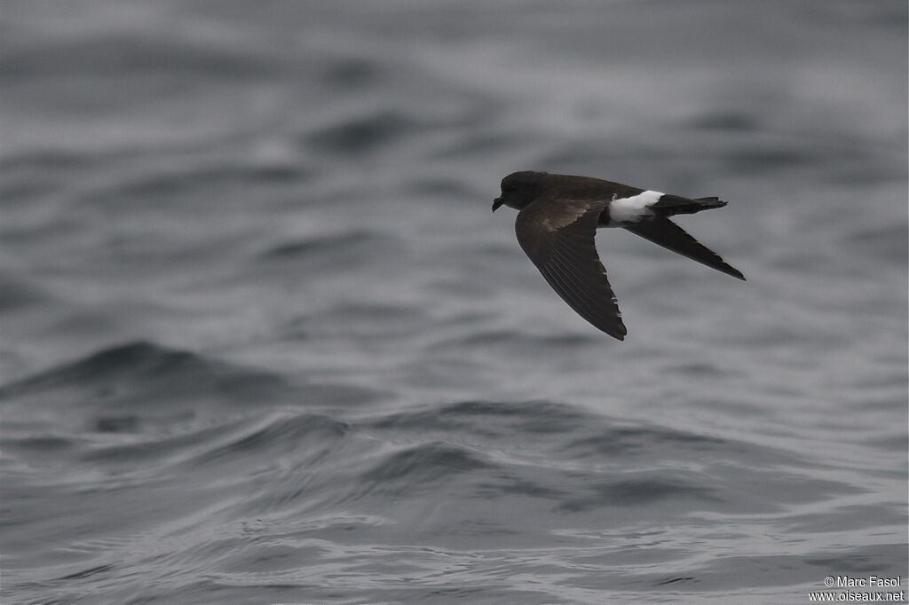 Elliot's Storm Petreladult, Flight