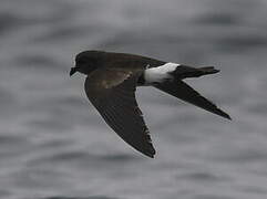 Elliot's Storm Petrel