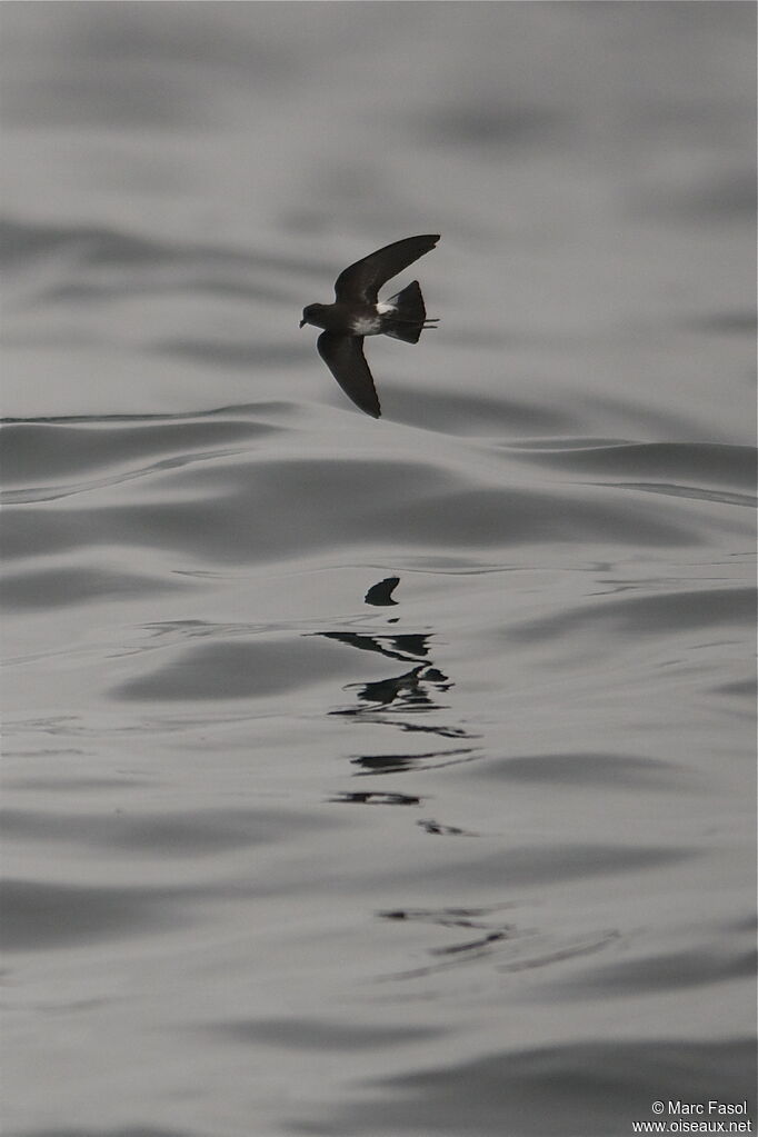 Elliot's Storm Petreladult, Flight