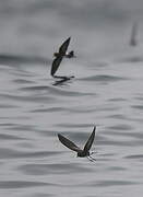 Elliot's Storm Petrel