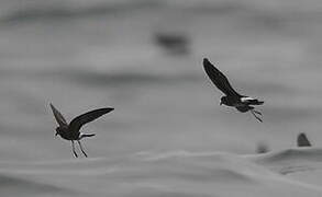 Elliot's Storm Petrel