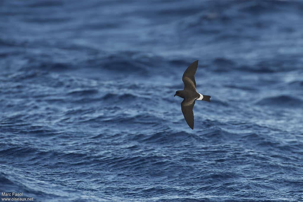 Band-rumped Storm Petreladult, habitat, pigmentation, Flight