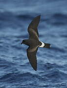 Band-rumped Storm Petrel