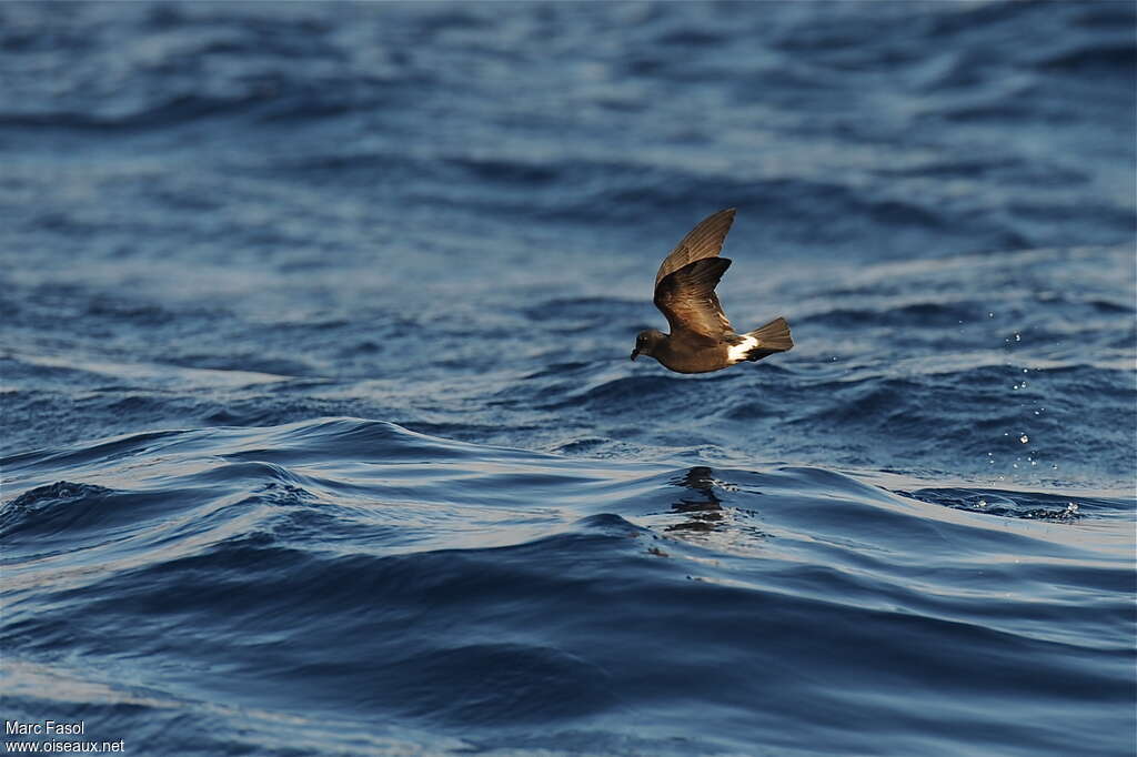 Band-rumped Storm Petreladult breeding, Flight