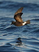 Band-rumped Storm Petrel