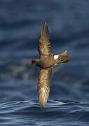 Band-rumped Storm Petrel