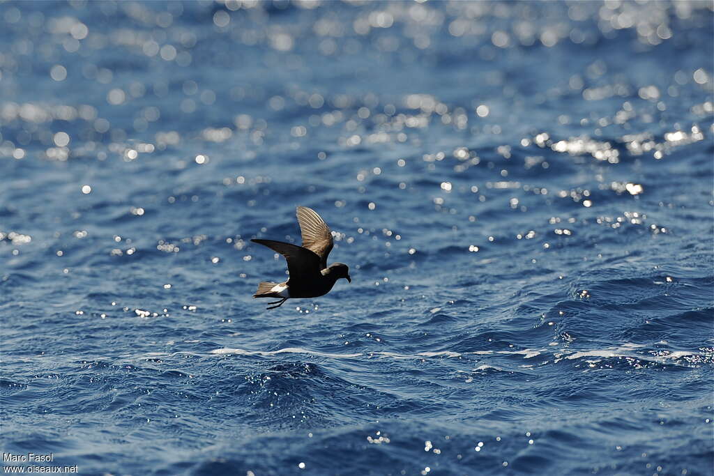 Band-rumped Storm Petreladult breeding, Flight