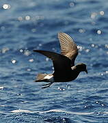 Band-rumped Storm Petrel