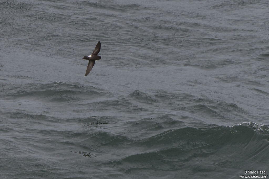 Wilson's Storm Petreladult, identification, Flight