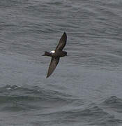 Wilson's Storm Petrel