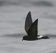 Wilson's Storm Petrel