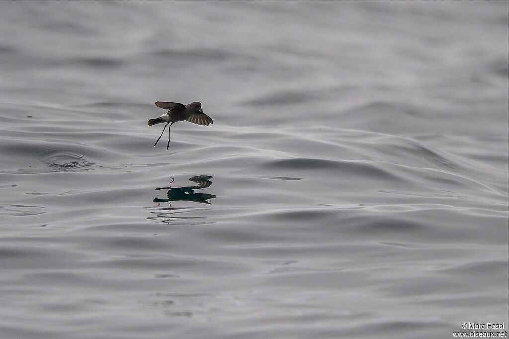 Wilson's Storm Petreladult, Flight