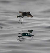 Wilson's Storm Petrel