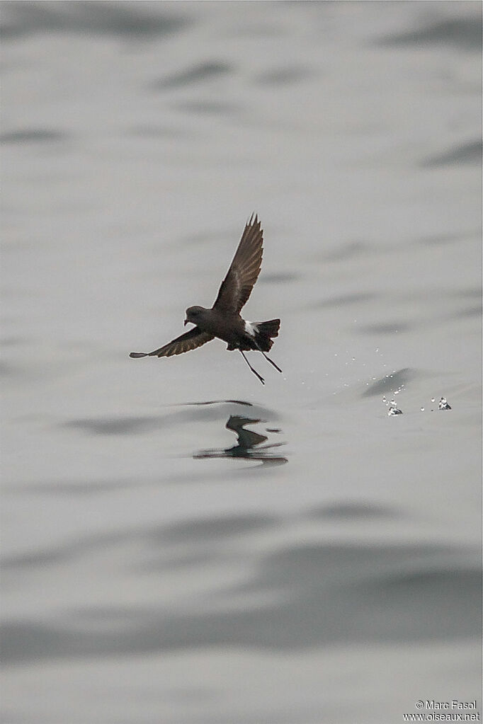 Wilson's Storm Petreladult, identification