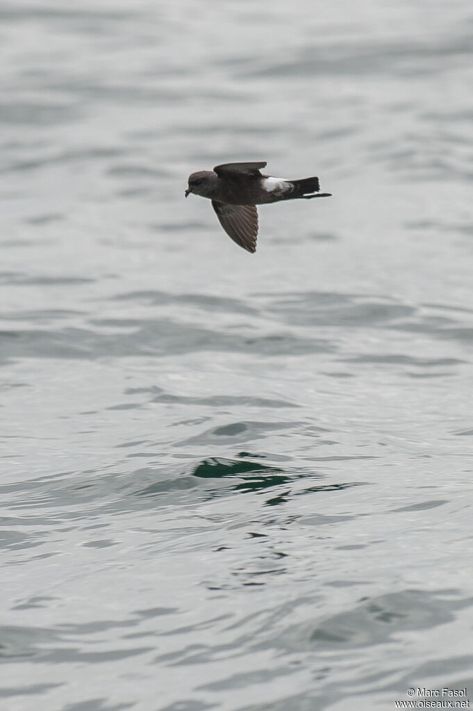 Wilson's Storm Petreladult, Flight