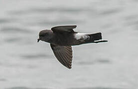 Wilson's Storm Petrel