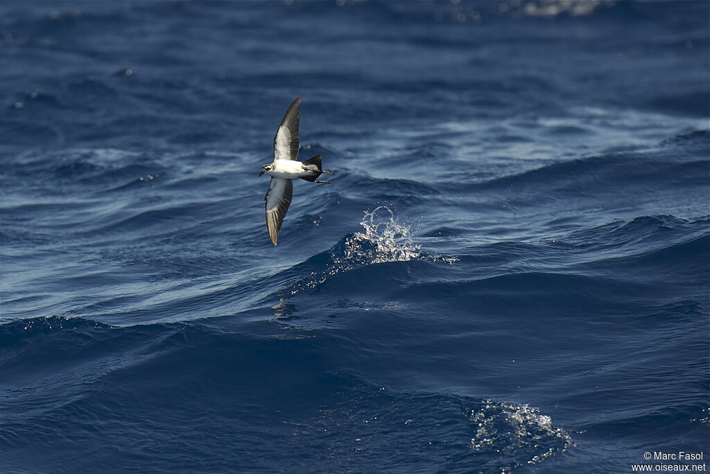 White-faced Storm Petreladult breeding, identification, Flight, Behaviour