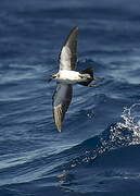 White-faced Storm Petrel