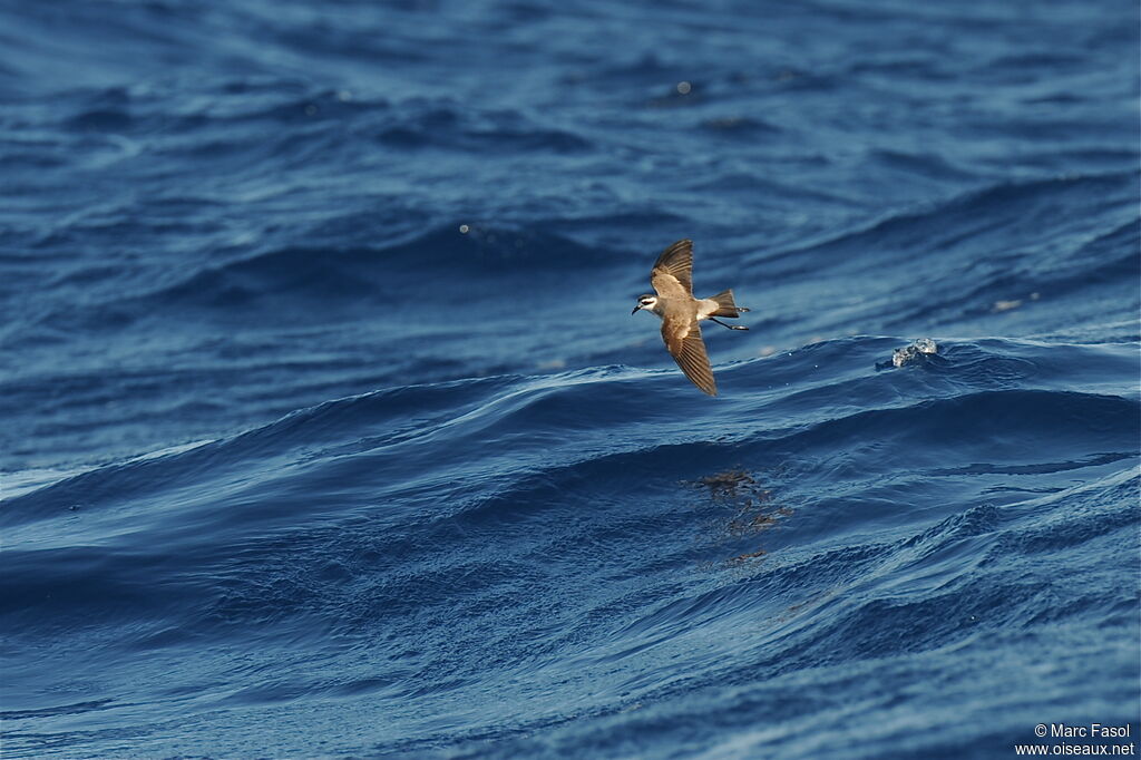 White-faced Storm Petreladult breeding, identification, Flight, Behaviour