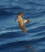 White-faced Storm Petrel