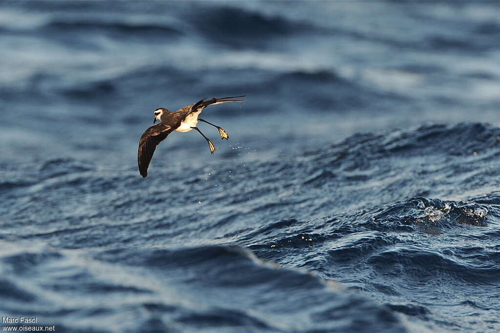 White-faced Storm Petreladult breeding, pigmentation, Flight, Behaviour