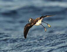 White-faced Storm Petrel