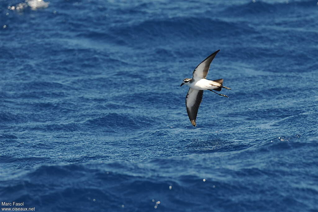 White-faced Storm Petreladult breeding, pigmentation, Flight