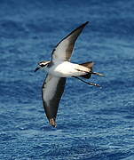 White-faced Storm Petrel