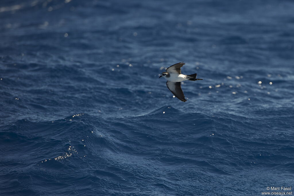 White-faced Storm Petreladult breeding, Flight