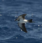 White-faced Storm Petrel
