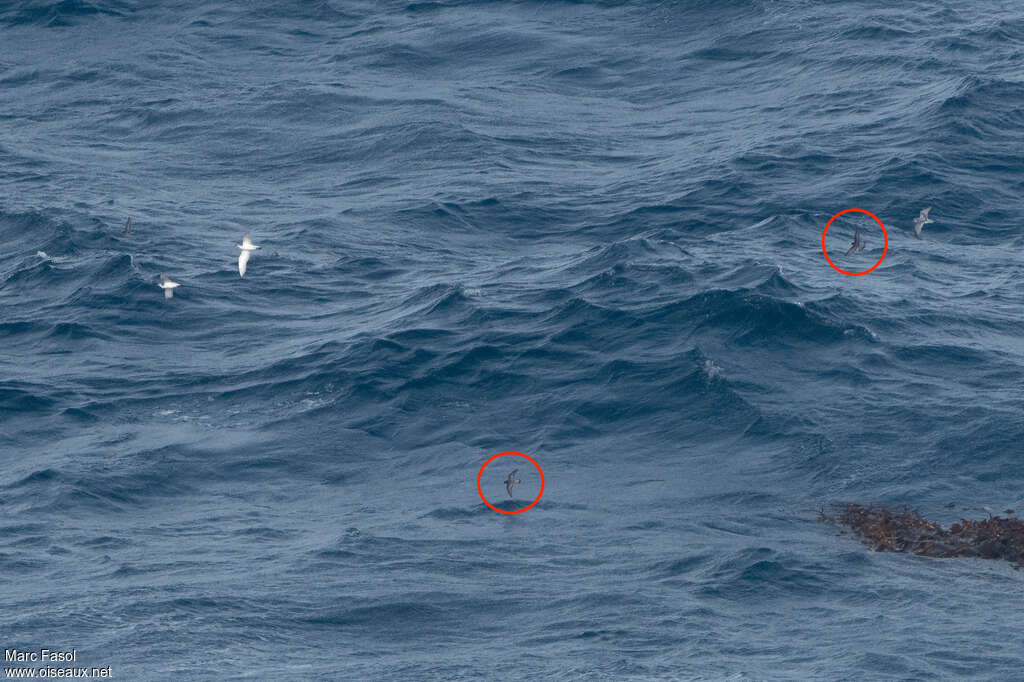 Grey-backed Storm Petrel, habitat, Flight, fishing/hunting, Behaviour