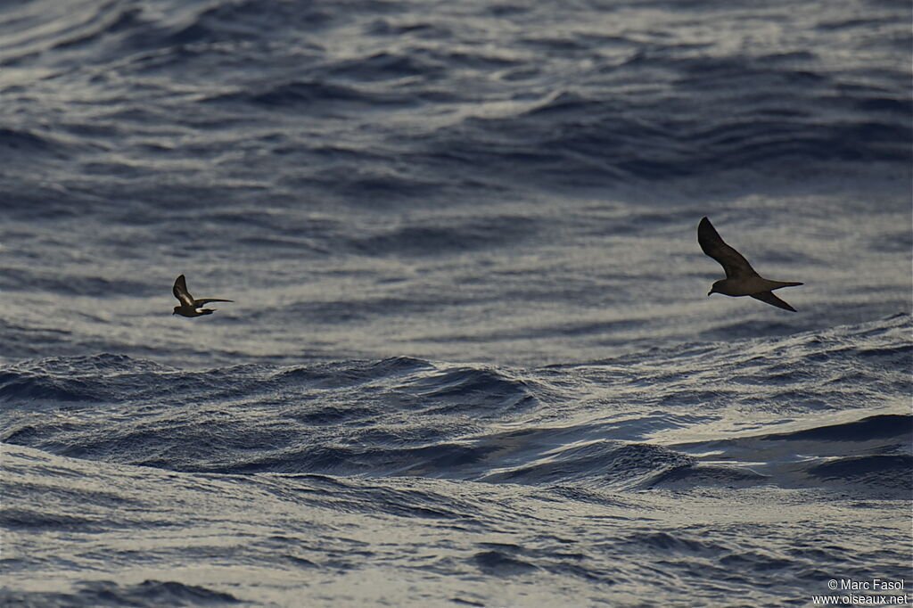 European Storm Petreladult breeding, Flight