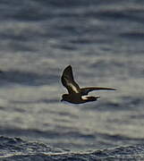 European Storm Petrel