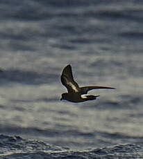 Océanite tempête