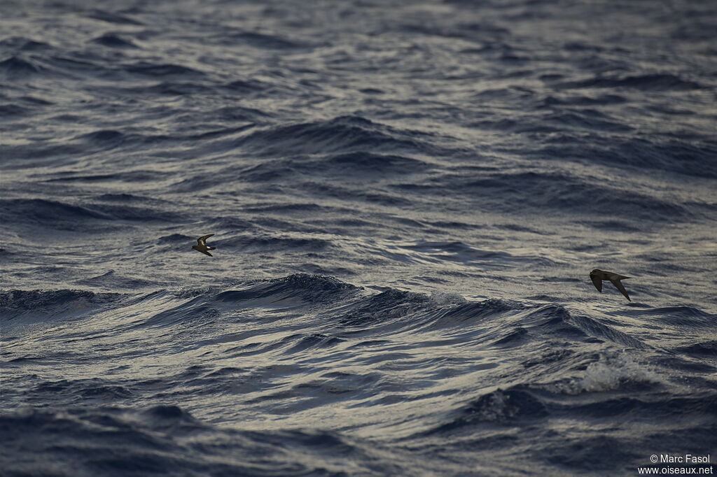 European Storm Petreladult breeding, Flight