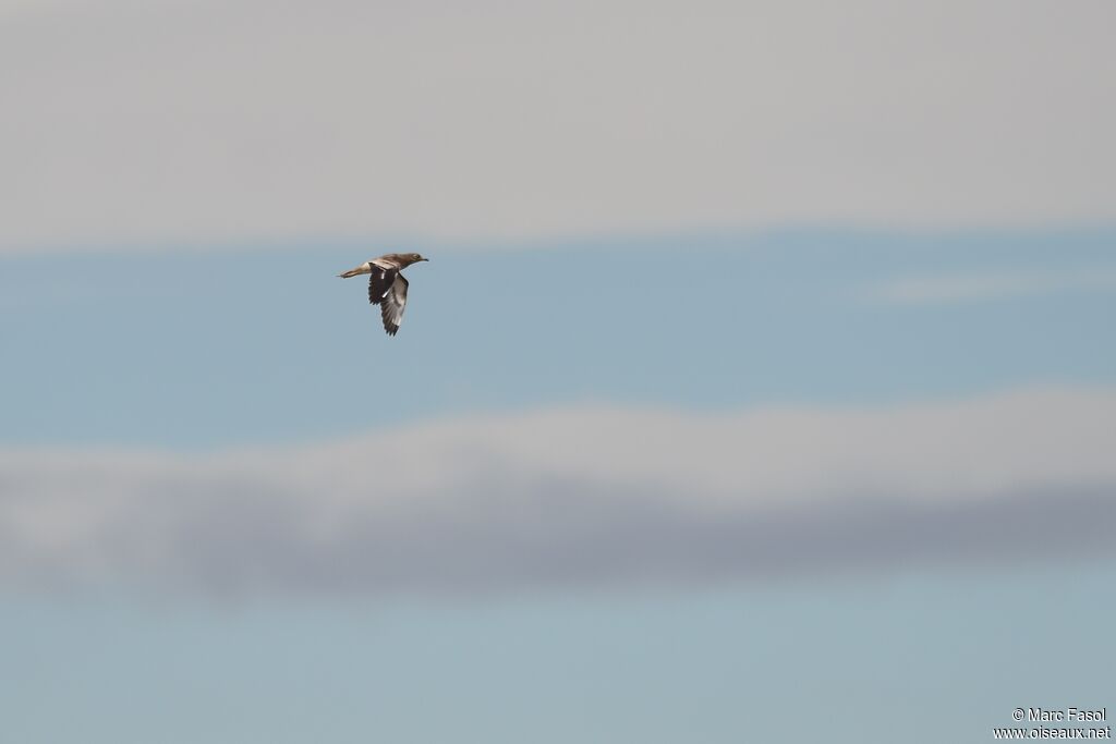 Eurasian Stone-curlewadult post breeding, Flight