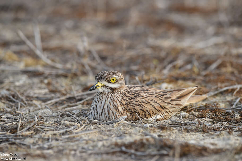 Eurasian Stone-curlewadult breeding, identification, Reproduction-nesting