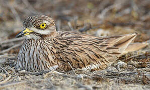 Eurasian Stone-curlew