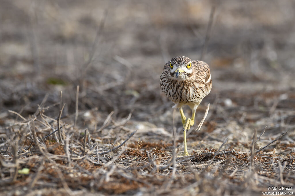 Eurasian Stone-curlewadult breeding, identification, Behaviour